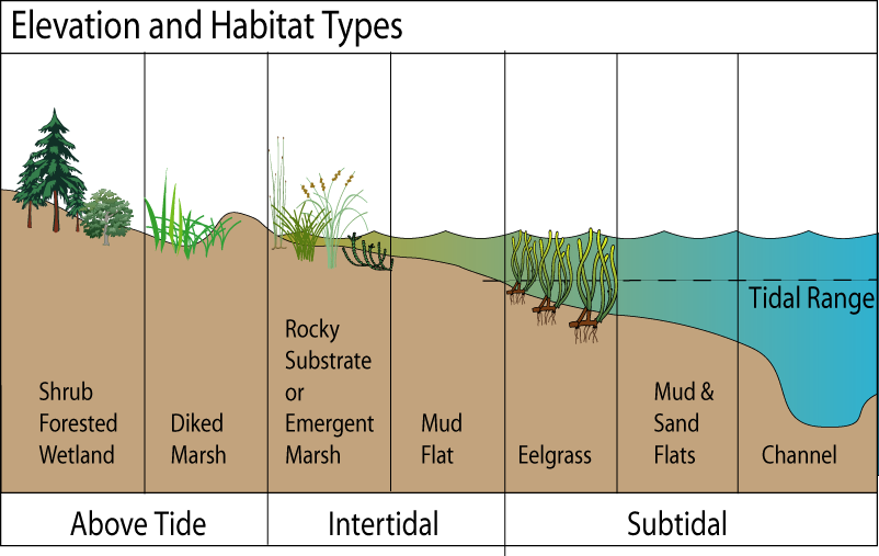 Elevation and habitat types diagram