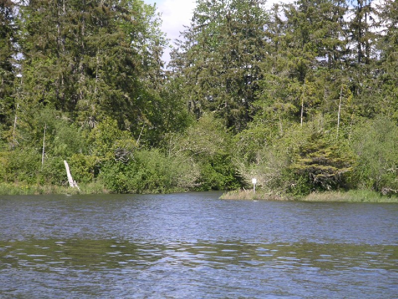 Scrubshrub forested flow wetland structure)