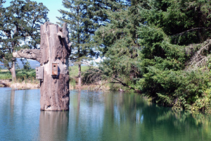 Regulatory image of tree in standing water