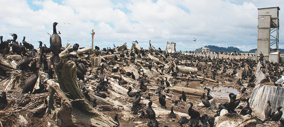 Cormorants on East Sand Island