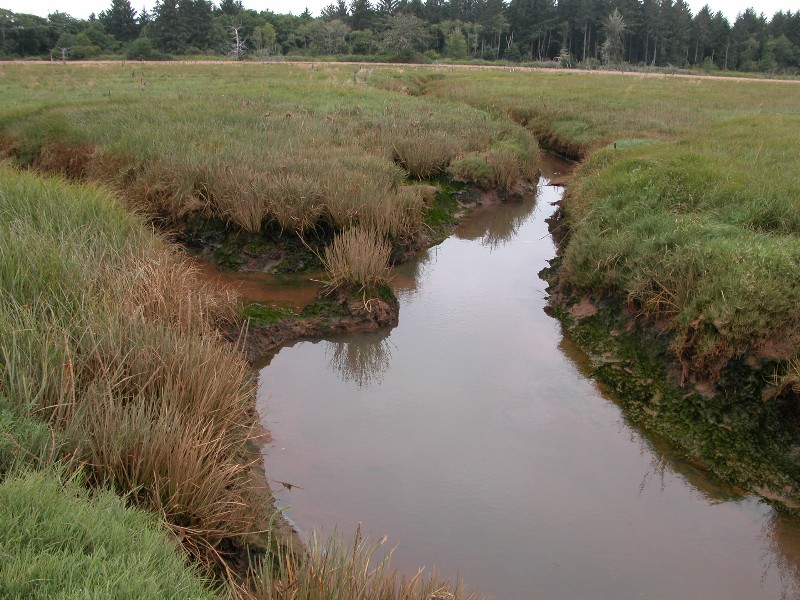 Picture of emergent marsh