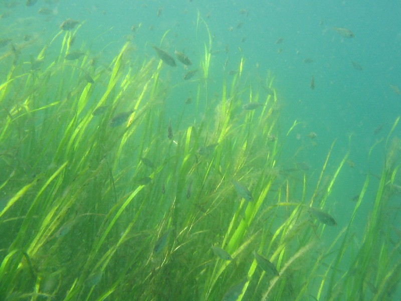 Submerged aquatic vegetation (Ecosystem-complex structure)