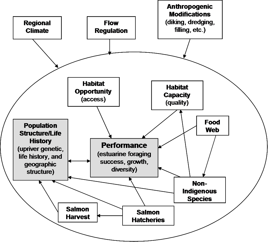 Conceptual model diagram