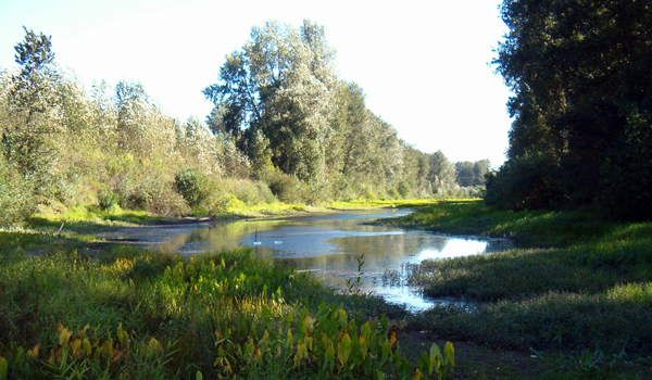 Image of the Sandy River Delta dam site