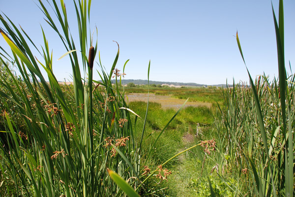 Regulatory image of wetlands