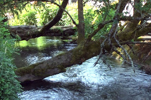 Regulatory image of trees over a creek